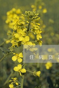 住房贷款逾期8天 住房贷款逾期8天