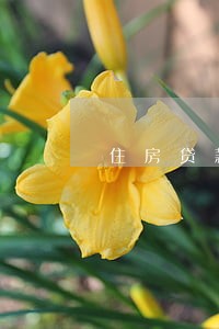 住房贷款逾期被起诉