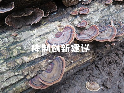 体制创新建议 体制创新建议