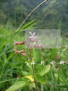 体外诊断试剂法规主要有哪些 体外诊断试剂法规主要有哪些