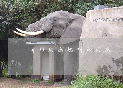 体彩玩法规则和玩法 体彩玩法规则和玩法