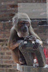 体育局法规 体育局法规