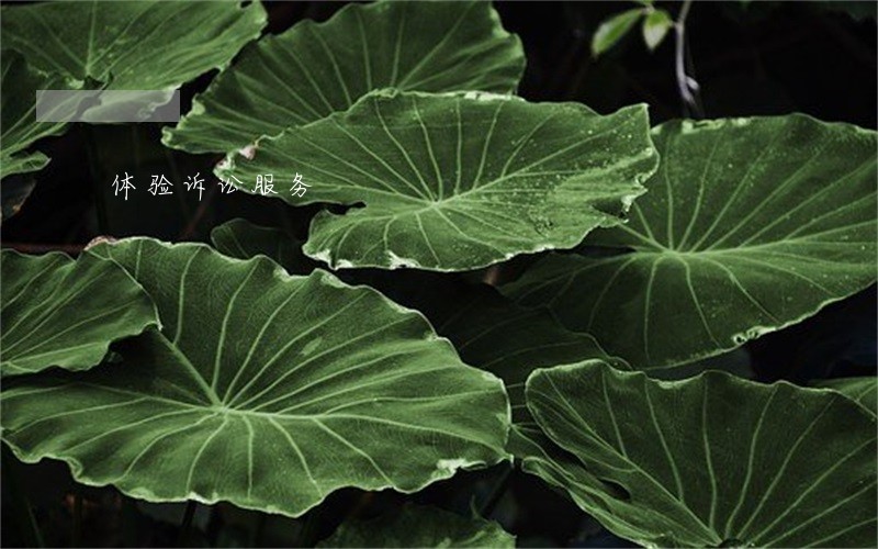 体验诉讼服务