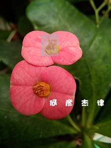 何彦杰律师 何彦杰律师