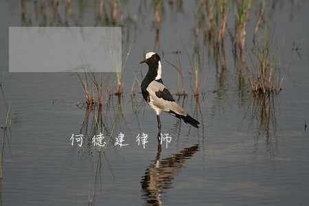 何德建律师