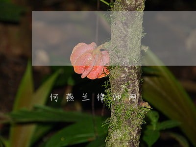 何燕兰律师网 何燕兰律师网