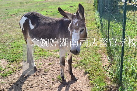 佘婉婷湖南司法警官学校 佘婉婷湖南司法警官学校