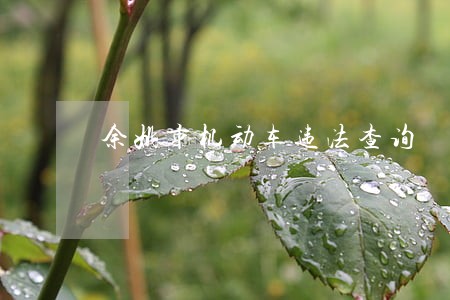 余姚市机动车违法查询 余姚市机动车违法查询