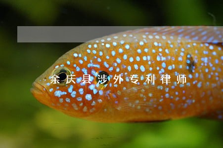 余庆县涉外专利律师 余庆县涉外专利律师