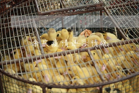 余庆疫情违法情况 余庆疫情违法情况
