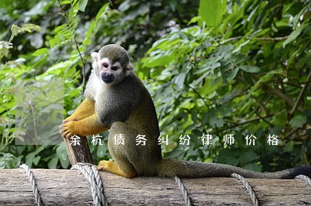 余杭债务纠纷律师价格 余杭债务纠纷律师价格