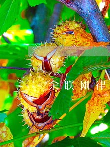 余联刚律师介绍 余联刚律师介绍