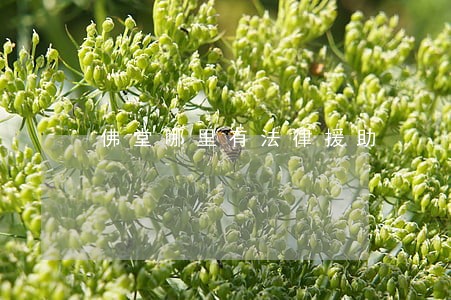 佛堂哪里有法律援助 佛堂哪里有法律援助