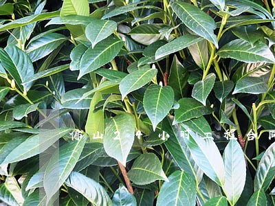 佛山24小时工程合同律师电话 佛山24小时工程合同律师电话