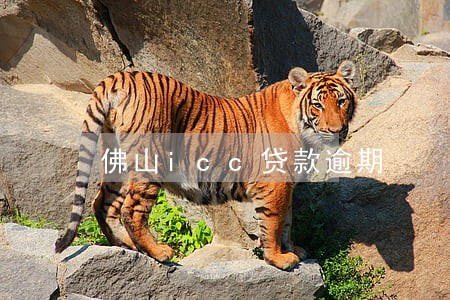 佛山icc贷款逾期 佛山icc贷款逾期
