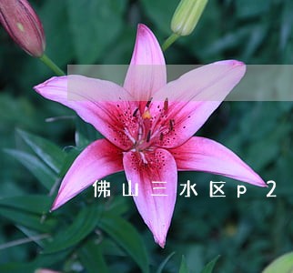 佛山三水区p2p纠纷律师代理费