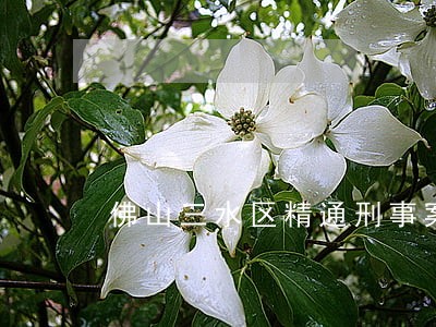佛山三水区精通刑事案件律师 佛山三水区精通刑事案件律师