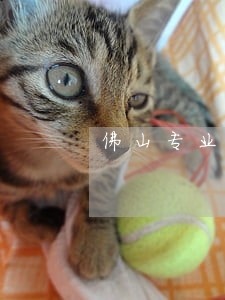 佛山专业刑事律师在线咨询 佛山专业刑事律师在线咨询