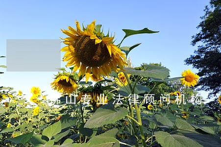 佛山专业法律顾问机构 佛山专业法律顾问机构