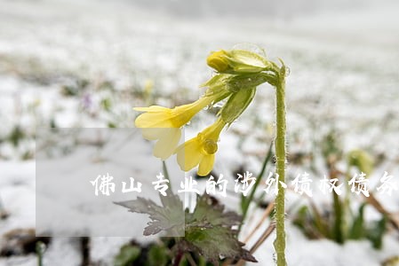 佛山专业的涉外债权债务律师 佛山专业的涉外债权债务律师