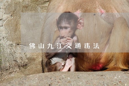 佛山九江交通违法