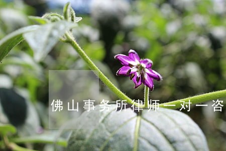 佛山事务所律师一对一咨询