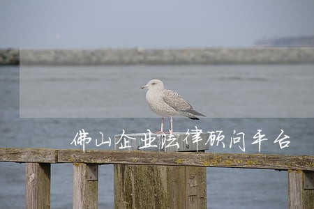佛山企业法律顾问平台 佛山企业法律顾问平台