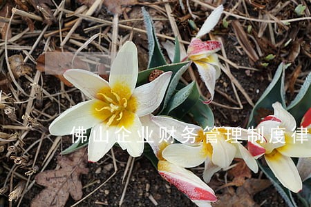 佛山企业财务管理制度律师推荐 佛山企业财务管理制度律师推荐