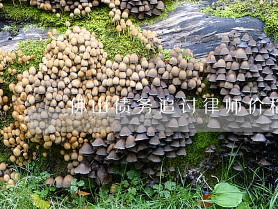 佛山债务追讨律师价格 佛山债务追讨律师价格