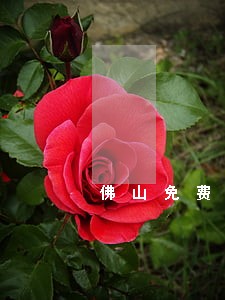 佛山免费债务律师咨询 佛山免费债务律师咨询