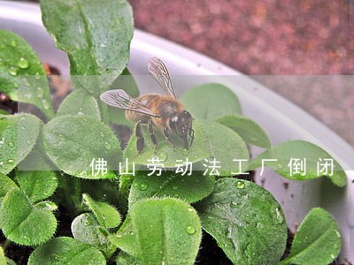 佛山劳动法工厂倒闭 佛山劳动法工厂倒闭