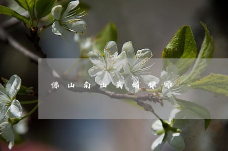 佛山南山离婚律师 佛山南山离婚律师