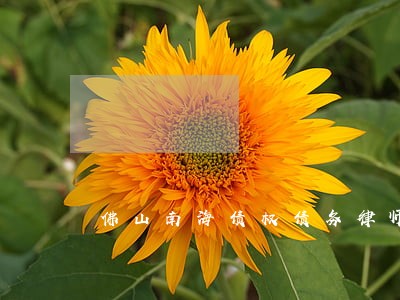 佛山南海债权债务律师代理费 佛山南海债权债务律师代理费