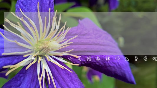 佛山南海公司债务律师免费咨询 佛山南海公司债务律师免费咨询