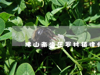 佛山南海区罗村镇律师事务所