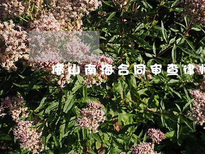 佛山南海合同审查律师服务