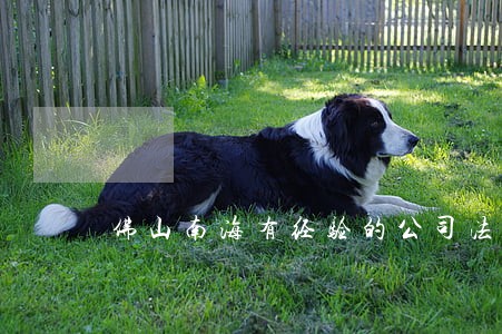 佛山南海有经验的公司法律顾问 佛山南海有经验的公司法律顾问