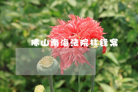 佛山南海法院林锋案 佛山南海法院林锋案