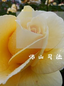 佛山司法局长什么级别 佛山司法局长什么级别