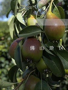 佛山地区取保候审律师预约电话