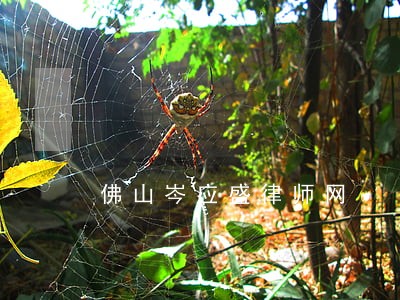 佛山岑应盛律师网 佛山岑应盛律师网