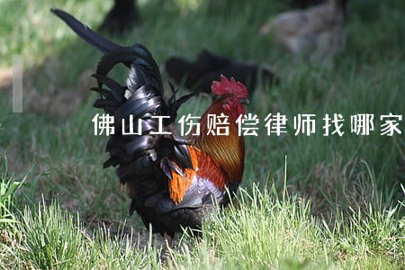 佛山工伤赔偿律师找哪家 佛山工伤赔偿律师找哪家