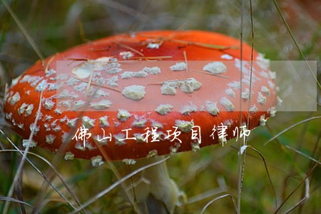 佛山工程项目律师 佛山工程项目律师