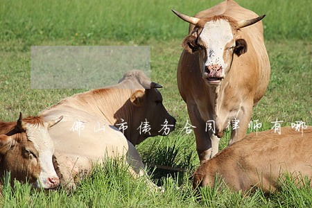 佛山市债务合同律师有哪些