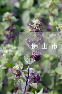 佛山市合同律师费用咨询 佛山市合同律师费用咨询