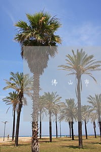 佛山市吴志林律师