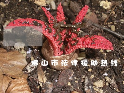 佛山市法律援助热线
