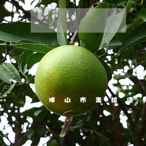 佛山市离婚债务律师 佛山市离婚债务律师