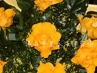 佛山市里水法律咨询