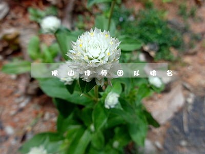 佛山律师团队排名 佛山律师团队排名
